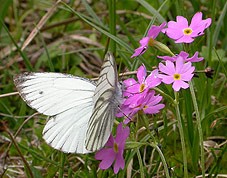 Mountain Green-veined White male on Bird's-eye Primrose © John Muddeman